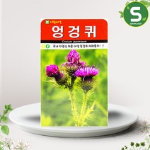 솔림텃밭몰 엉겅퀴씨앗 100립 꽃씨앗 약초 산약초 엉겅퀴 민속씨