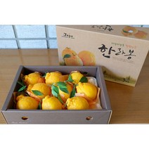 제주한라봉3kg(8-10과) 선물용 최고의맛 제주과일/제주큰수산 농수산