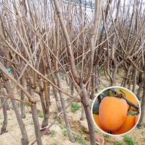 감나무 묘목 3년생분묘 결실주 유실수 과실수, 태추단감 3년생 분묘