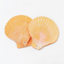 오꿈 조개껍질 조개껍데기 소라껍데기 소라껍질, C12 타공조개껍질 (1공) 부채조개, 봉