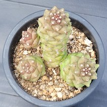 꽃다리 리치아이금 86 다육식물 선인장 아이만배송