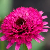 뿌리/에키나세아-스윗식스틴 뿌리1개 KM1253