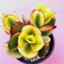 염좌금 예쁜 염좌 염자 다육식물 2두이상 소품3-30, 단품, 1개