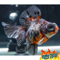 [키우기쉬운] 이쁘고 귀여운 금붕어 와 비단잉어 10종류, 삼색 데미킨1마리