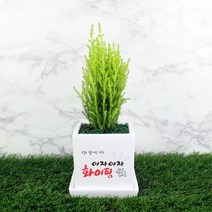 그린조아 맞춤 메세지 실내 공기정화식물 특별한 선물 화분 금전수 천냥금 스투키 행운목 율마 테이블야자 홍콩야자 금사철 페라고늄 산세베리아 크루시아 아몬드페페 호야, 멜라닌고무나무, 쇼핑백X