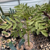 [올식스] 오절무 대품, 1개