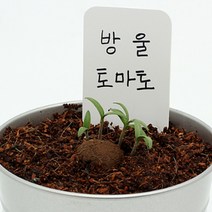 방울 토마토 모종 당뇨에좋은과일 토마토효능 도마토 방울토마토 심기 키우기 유기농토마토 캔