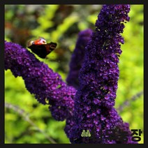 (나무농장) 붓들레아 블랙나잇 6치포트