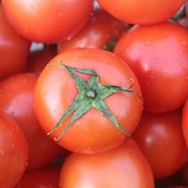 완숙 토마토 5kg 신선하고 맛있는 토마토 5kg [대현농산], 1~2번과 (대과)