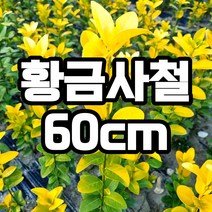 황금사철 60cm 철쭉마켓 나무 묘목 생울타리 울타리 담장, 황금사철 60cm  1개 (배송비별도)