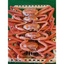 [산지직송] 넘버원크랩 울진 후포리 명품 자숙 홍게 3kg 품질 수율 보장 당일배송 택배비무료 울진 후포 영덕 속초 붉은대게, 후포리 육수용 홍게 3kg  10미, 10마리, 육수용 3kg