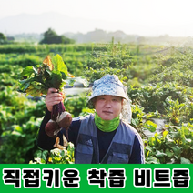 일품자연 레드 비트즙 30포, 일품자연 비트즙 30포