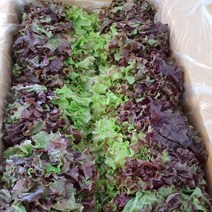 강원도 삽당령 고랭지 노지재배 상추 적상추 2kg 4kg 꽃상추 쌈채소 당일수확발송, 1개