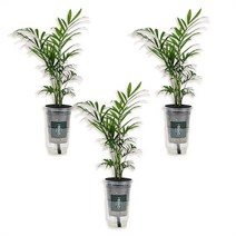 [경성꽃집개화기] 테이블야자 실내 공기정화 식물 3팩, 나를 위한 특별한 식물 키우기