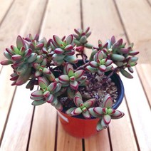 애성 키우기 쉬운 거실 다육 화분40 랜덤발송, 단품