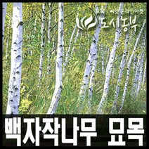 백자작 실생2년 플러그포트 나무 묘목 원예 종자 씨앗