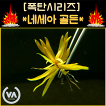 [수초폭탄] 통큰 반값할인 고급스러운 금빛을 가진 희귀수초 네세아 골든(4줄기) / 초보수초 레이아웃 미니어항 희귀수초