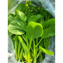 Cai ngong 채심/꽃있는꽝똥1kg/아시아 농장 송소희, 1kg