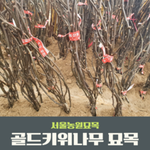 서울농원묘목/골드키위나무 1년생 암묘목/수분수 웰빙식 황금색과일 골드다래, 골드키위 1년생암묘목