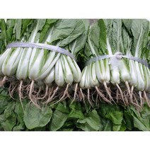 단배추 얼갈이 2kg 1단