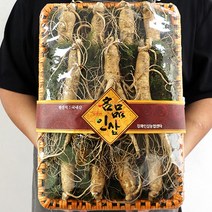추석산삼장뇌삼산양삼 인삼재배 수삼 인삼한채, 특대수삼 한채반 10-12뿌리