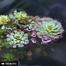 바보사랑 루드위지아 세디올데스 1줄기 (부상수초 수생식물).미미네아쿠아