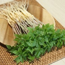 장보리 전남 무안 수경재배 새싹삼 중 50뿌리, 기본상품