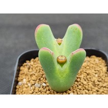 코노피튬 빌로붐 적화 가까리화(s1214)