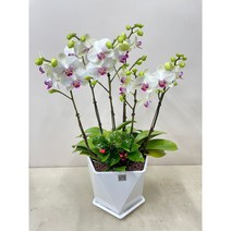 퀵 배송 서울서초개업화분 경찰서승진축하문구 인사이동문구 생신선물문구 지점개업화분문구 지점인사이동 서울지점장축하선물 회장님생신선물, 1.화이트