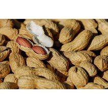 땅콩씨앗 50립/100ml/국내산 종자 씨앗(WJ), 1개