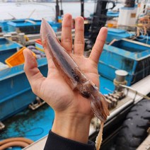 자연산 동해안 산지직송 내장 통찜 총알 오징어, 1kg(급냉), 1개