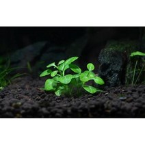 매직아쿠아 로베리아 카리나리스 (2촉)