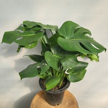 19900 여러촉 몬스테라 중대품 60~80cm