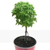 바질트리(중품)-민트바질/허브식물/향신료/식용가능