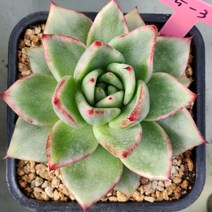 신년 (마리아금) 5-3, 1개