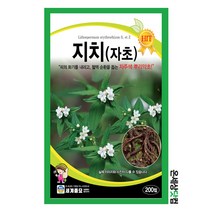 지치 200립 / 약초 토속종자 자초 씨앗 한약재, 1개