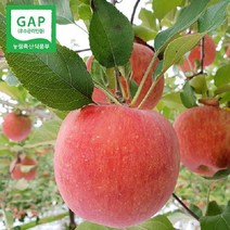 (인빌푸드)의성춘산사과(부사) 10kg(22-26과), 단품