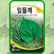 잎들깨 2000립 / 쌈채소씨앗 깻잎씨앗 깻잎씨 들깨씨앗 들깨씨
