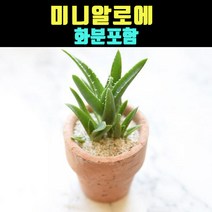 곰빵몰 미니알로에 선인장 실내공기정화식물 토분화분