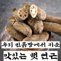 구씨아줌마 국산 햇 연근 생연근 흙연근 통연근 특품 1kg 3kg 5kg 10kg, 연근(특) 10kg