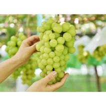 고당도 샤인머스켓 2kg 3-4수 4kg 4-5수 특1등급 수출용 샤인머스캣, (특1등급) 샤인머스켓 2kg 3-4수