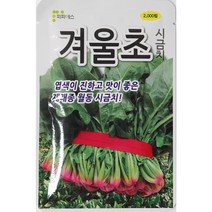 겨울초2000립 월동시금치씨앗