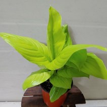 [성심] 형광스파트필름(소)049