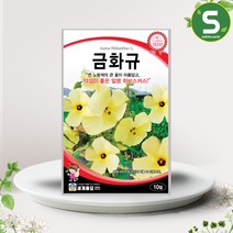 금화규씨앗 10립 관상용 히비스커스 꽃씨앗 종자, 단품