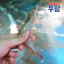 국산 생새우 1kg 대하철 매일 입고 되는 생물새우, 국산 생물새우 2kg (54~66마리), 1개