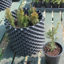 틔움&해찬농원 뿌리묘 선주목3년생 전나무3년생 회양목1년생 조경수 관상수 울타리나무 화분키우기, 선주목3년생 40주, 1개