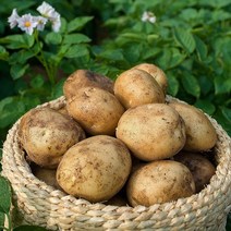 빛고을장터 국내산 포슬한 제주 햇 감자 10kg 5kg 3kg내외, 1box, 감자 (대) 10kg내외 (찜용추천)
