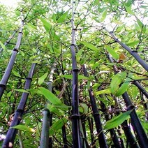 충주원예조경/오죽/대나무/H1.7m~H1.8m/5개묶음, 주