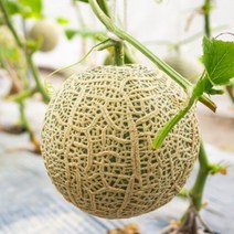 머스크 멜론 MELON 메론 과일 선물 고당도 특, 특 1.2.kg ~ 1.5kg내외(통)(2입)