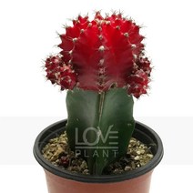 접목선인장(적색)-비모란금/자목단/선인장, 1개